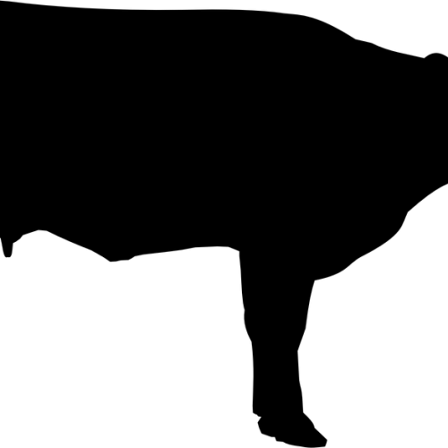 Côte de boeuf