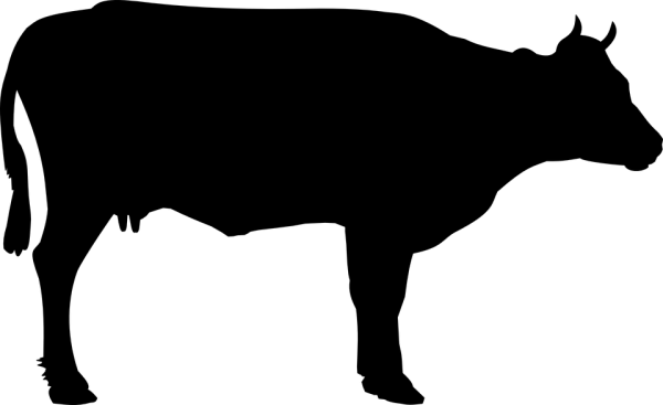 Côte de boeuf